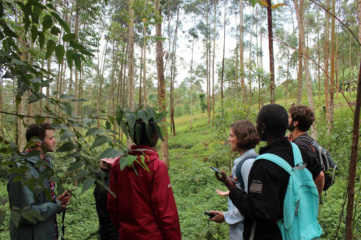 The Forest, The Trees, and How We See Them: Perspectives on a tree planting boom in Uganda The Forest, The Trees, and How We See Them: Perspectives on a tree planting boom in Uganda